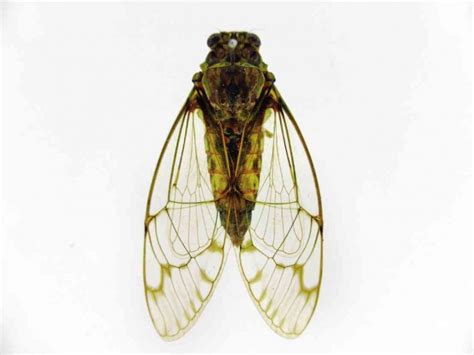 ‘Laughing cicadas’ solve mystery of spooky chuckles.